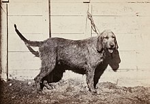 Grand Fauve de Bretagne, 1865 Grand Fauve de Bretagne, 1865